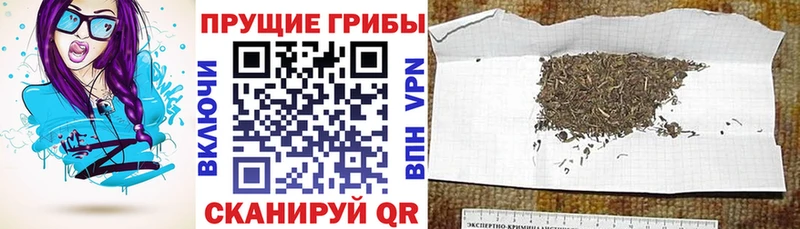 Галлюциногенные грибы GOLDEN TEACHER  Гудермес 